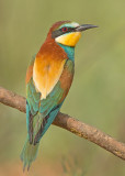 Bijeneter 6