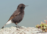 Zwarte Tapuit 5