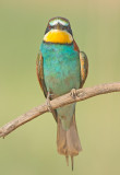 Bijeneter frontal