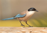 Blauwe Ekster 3