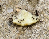Ants- Team Work - IMG_2036