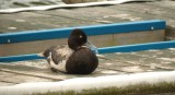 Lesser Scaup (Male)