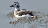 Oldsquaw (Female in Winter)