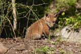 Red Fox Kits