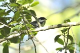 Blackpoll Warbler (Male)