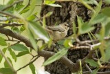 Bushtit (Male)