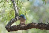 Mexican Jay