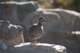 Montezuma Quail (Female)