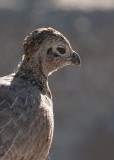 Montezuma Quail (Female)