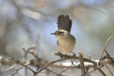 Bewick's Wren