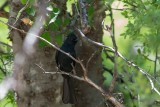 Phainopepla (Male)