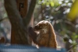 White-nosed coati (coatimundi)