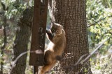 White-nosed coati (coatimundi)