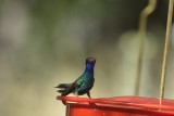 Broad-billed Hummingbird (Male)