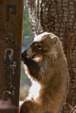 White-nosed coati (coatimundi)