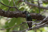 Magnificient Hummingbird