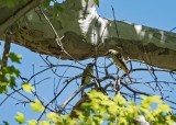 Sulphur-bellied Flycatchers (Both Males)