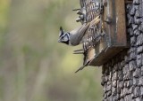 Bridled Titmouse