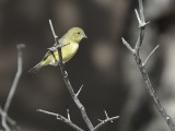 Lesser Goldfinch (Female)