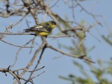 Lesser Goldfinch (Male)