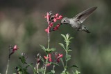 Magnificient Hummingbird (Female)