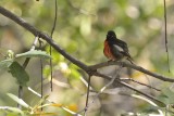 Painted Redstart Warbler