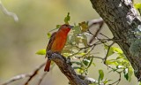 Hepatic Tanager (Male)