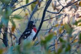 Rose-breasted Grosbeak (Male)