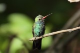 Broad-billed Hummingbird (Male)