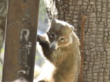 White-nosed coati (coatimundi)