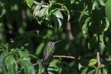 Calliope Hummingbird