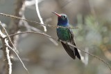 Broad-billed Hummingbird (Male)