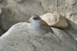 Yellow-eyed Junco