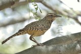 Cactus Wren