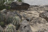 Round-tailed Ground Squirrels