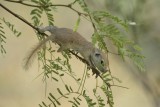 Round-tailed Ground Squirrel