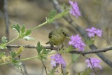 Lesser Goldfinch (Female)