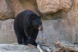 Healthy Black Bear