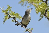 Black-tailed Gnatcatcher (Female)