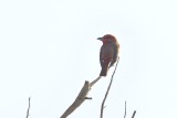 Hepatic Tanager (Male)