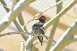 Black-chinned Hummingbird (Male)