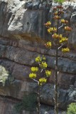 Century Plants (Agave Americana)