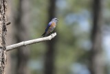 Western Bluebird (Male)