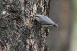 Pygmy Nuthatch