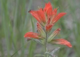 Wholeleaf Indian Paintbrush