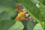 Great Spangled Fritillary Butterflies