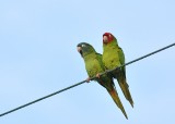 Blue-crowned &  Red-masked Parakeets