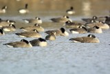 Greater White-fronted Goose