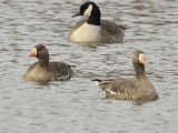 Greater White-fronted Geese