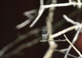 Black-chinned Hummingbird (Male)